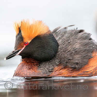BB 10 0359 / Podiceps auritus / Horndykker